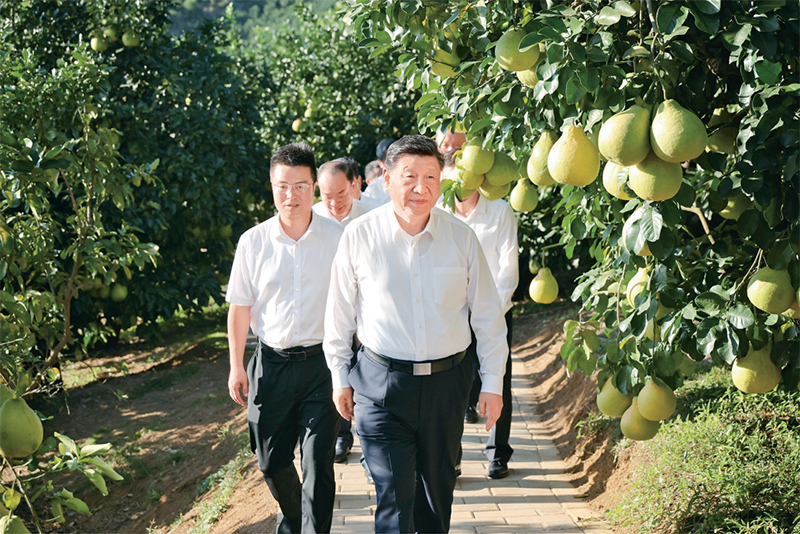 　　2025年11月7日至8日，中共中央總書(shū)記、國(guó)家主席、中央軍委主席習(xí)近平在廣東考察。這是7日下午，習(xí)近平在梅州市梅縣區(qū)雁洋鎮(zhèn)南福金柚種植基地考察。